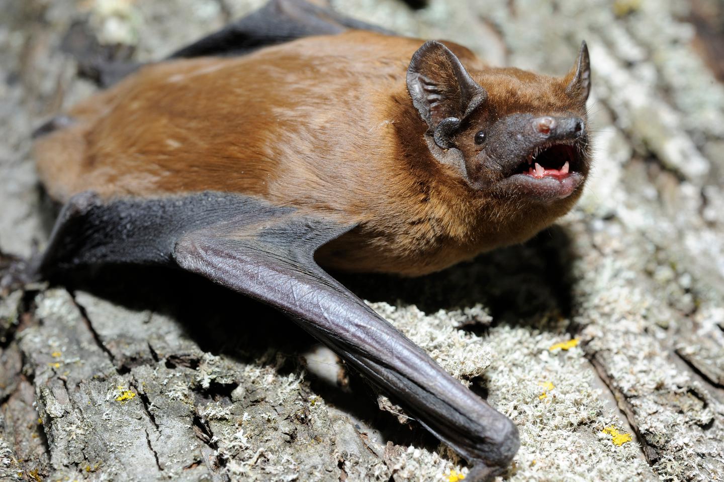 The migratory bats that 'surf' on warm air-currents