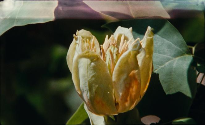 Imagem retirada do documentário “Sete Caminhadas com Mark Brown”, de Pierre Creton e Vincent Barré.