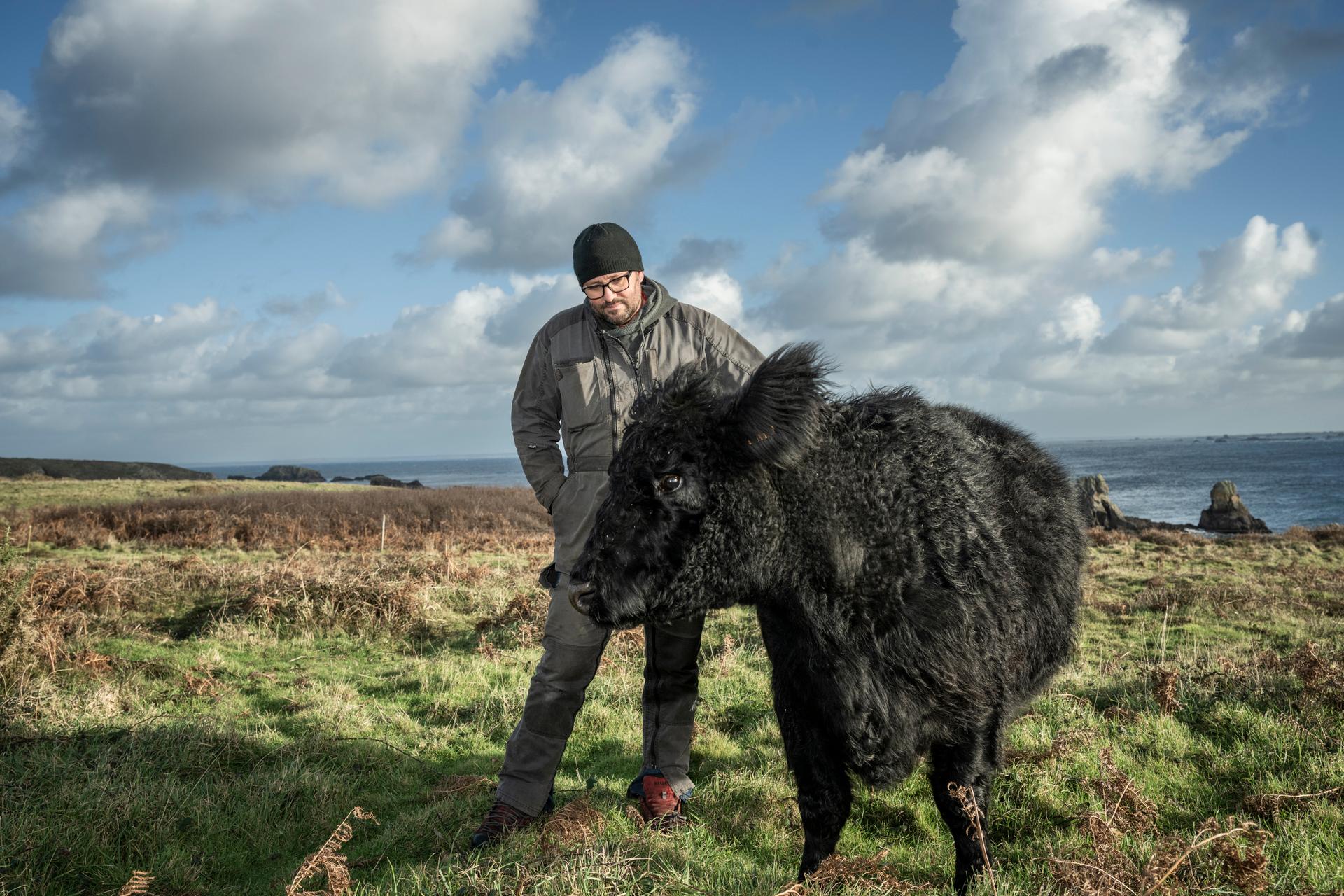 Seul éleveur de l’île, Thomas Richaud avec l’une de ses vaches à Ouessant, le 19 décembre 2024. 