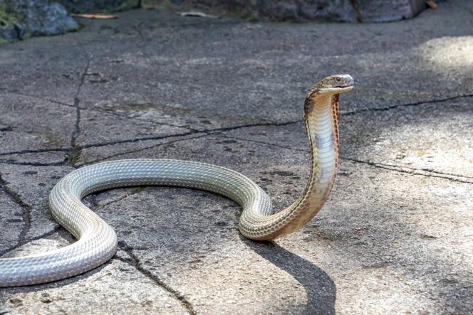 Sultan, un cobra royal de l’Australian Park à Somersby (Australie), le 15 avril 2024.
