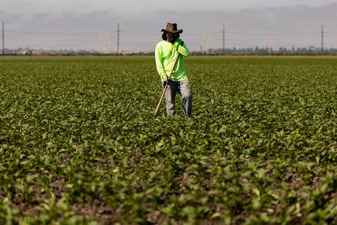 Un ouvrier agricole à Camarillo, dans le sud de la Californie (Etats-Unis), le 3 juillet 2024.