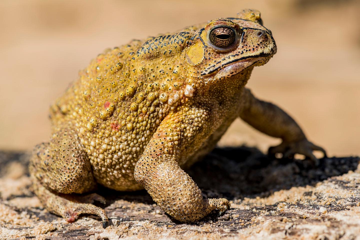 The masked toad: A story full of twists and turns