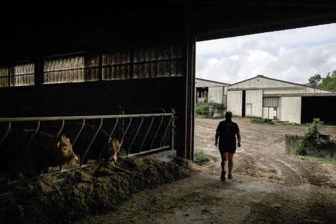 Dans une ferme à Meuvy (Haute-Marne), le 15 mai 2024. 