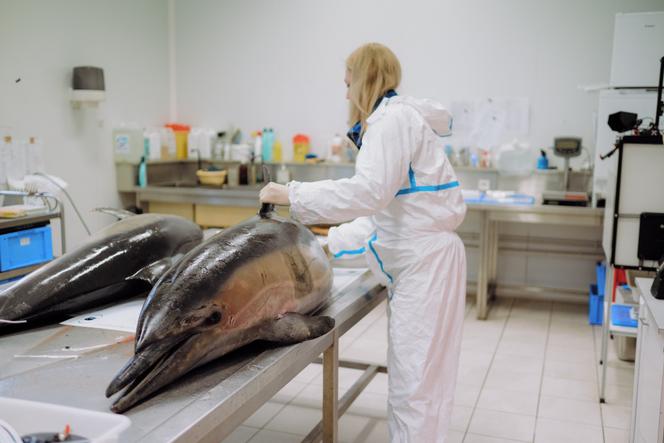 Une vétérinaire pratique des analyses sur le cadavre d’un dauphin, dans la salle de nécropsie de Pelagis, l’observatoire scientifique du CNRS et de l’université de La Rochelle. À La Rochelle, le 10 mai 2023.