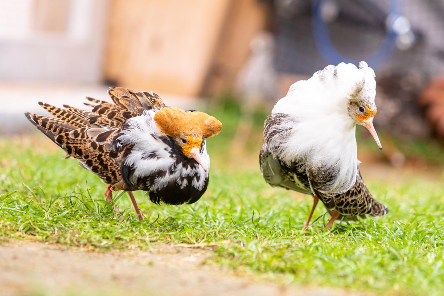 The ruff reveals the secrets of its strange sexuality