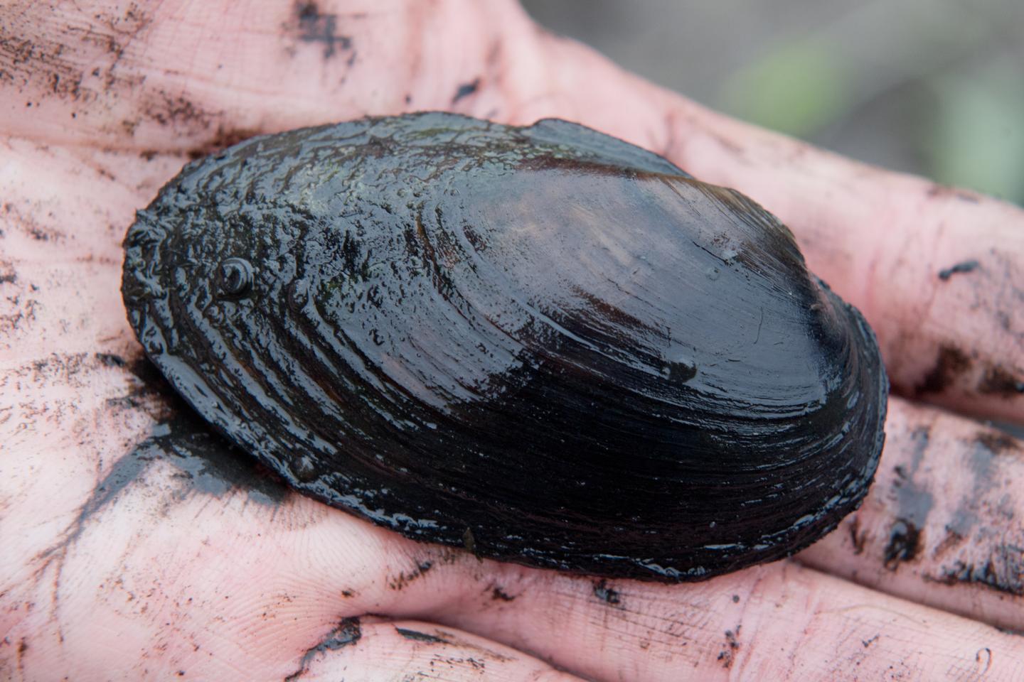 Three rare and endangered mussel species discovered in the heart of Paris