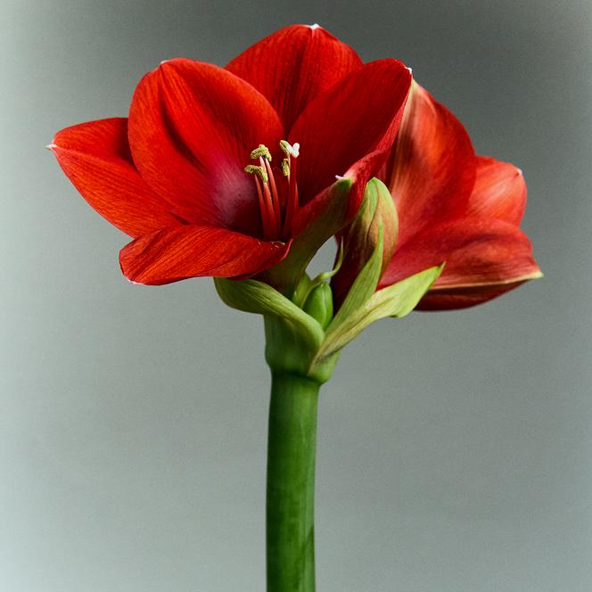 L’amaryllis.