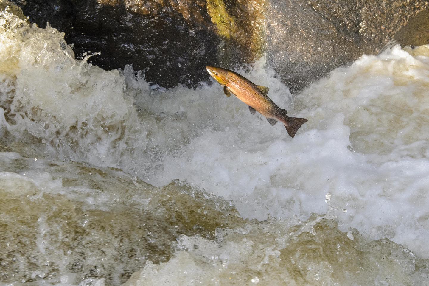 Atlantic salmon now too rare to be caught in France