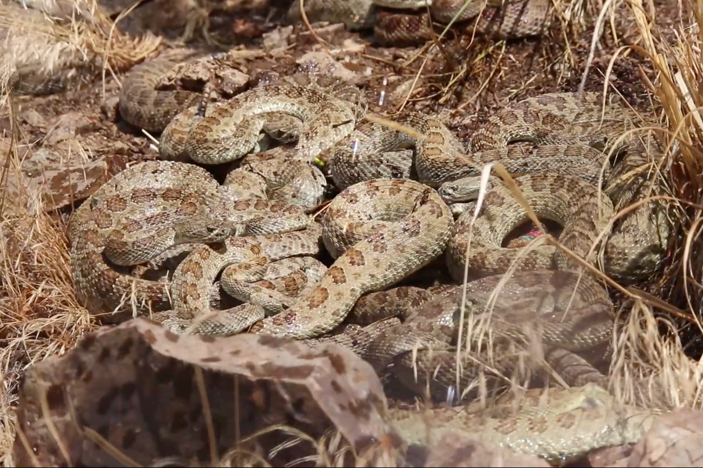 How prairie rattlesnakes turn themselves into rain catchers for even the tiniest droplets