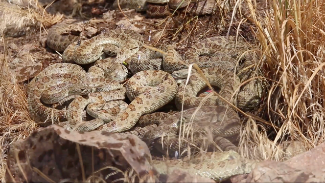 Agrégation de plusieurs crotales des prairies femelles gravides (Crotalus viridis) soumises à un événement de pluie simuléeau cours du mois d’août 2021 (capture d’écran d’une vidéo publiée sur la chaîne Viméo de Scott Boback).