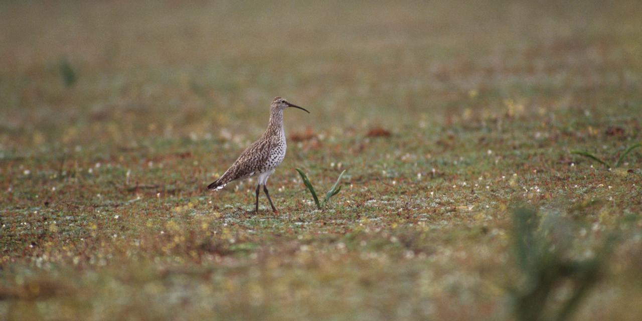 Curlew Rspb Le courlis à bec grêle, échassier des zones humides, n’existe plus ...