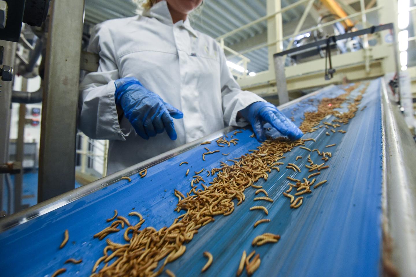 « L’élevage d’insectes a le bourdon »