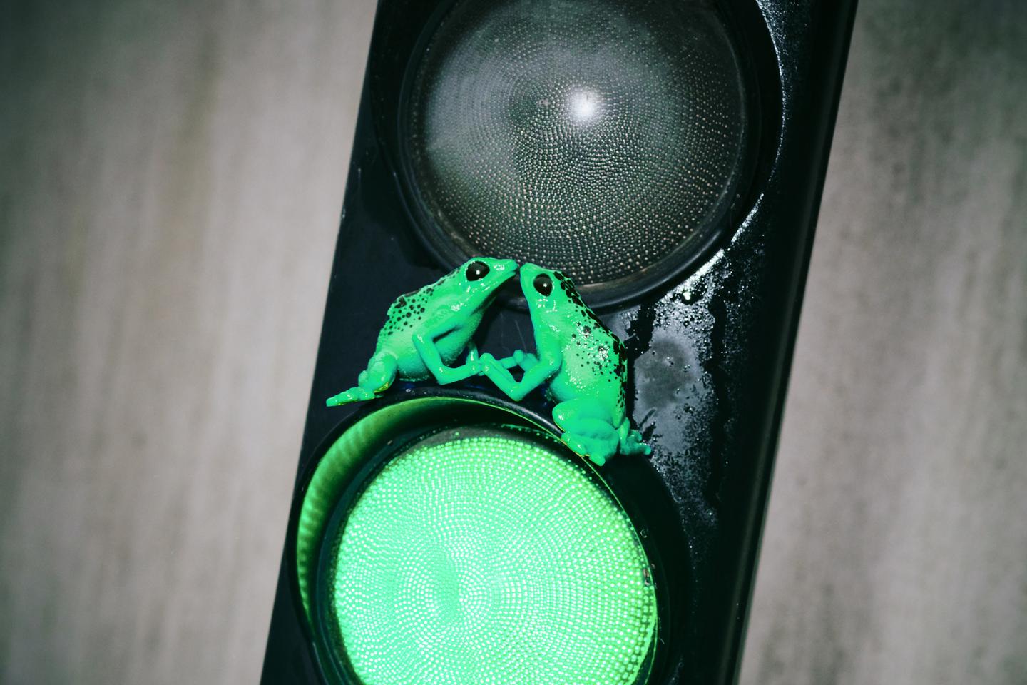 Animal consent: For frogs, no means no!