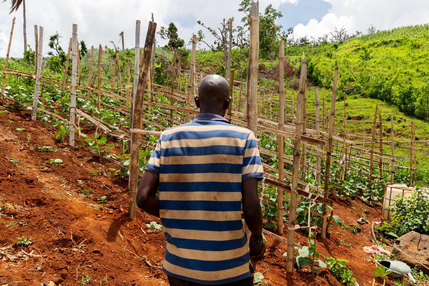 A Mayotte, le passage du cyclone Chido a « fait reculer de quinze ans » l’agriculture et met en péril la sécurité alimentaire