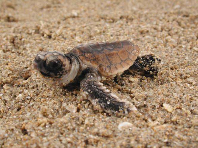 Une tortue caouanne, peu après l’éclosion, gagne la mer sur une plage de Bald Head Island, en Caroline du Nord (Etats-Unis)
