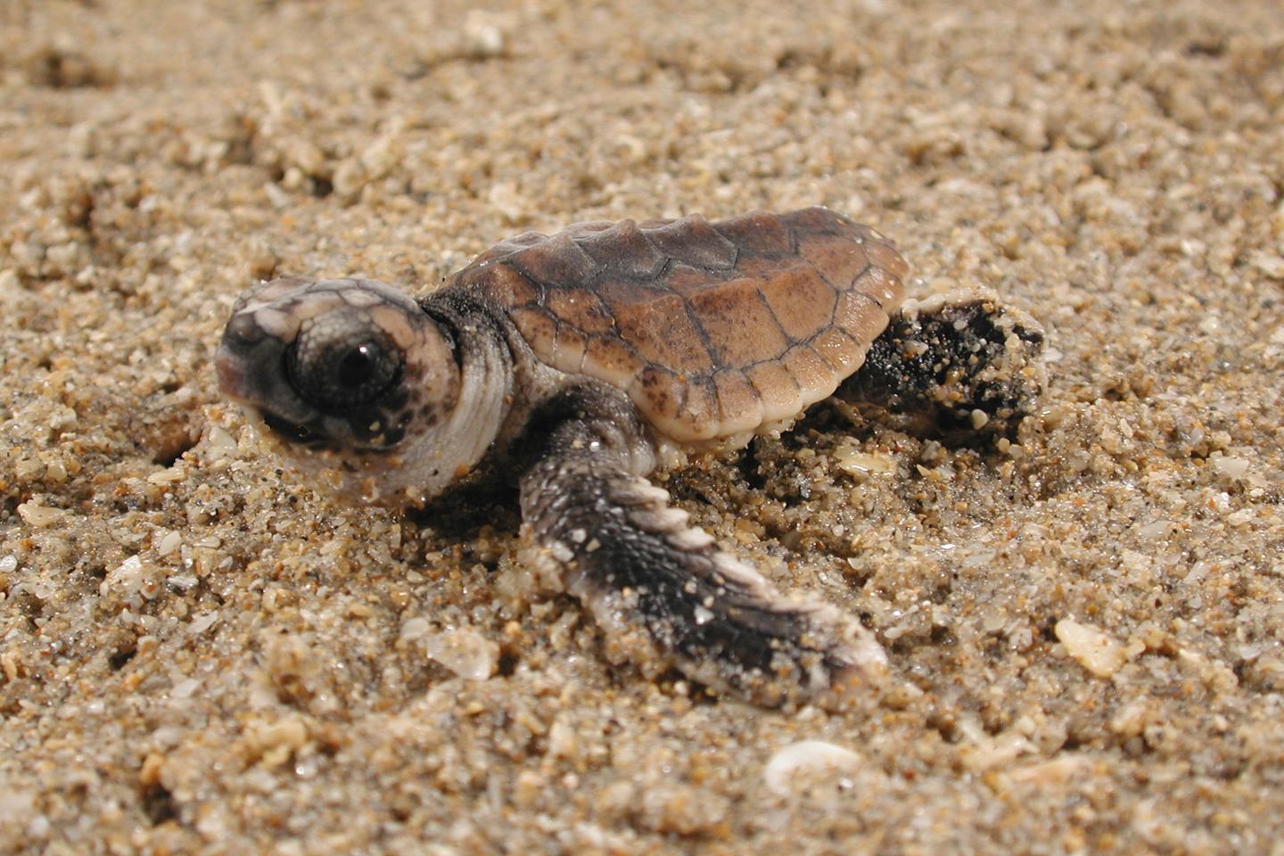 The magnetic dance of the loggerhead sea turtle