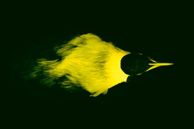 Phénomène de biofluorescence observée sur un paradisier impérial (« Paradisaea guilielmi »).