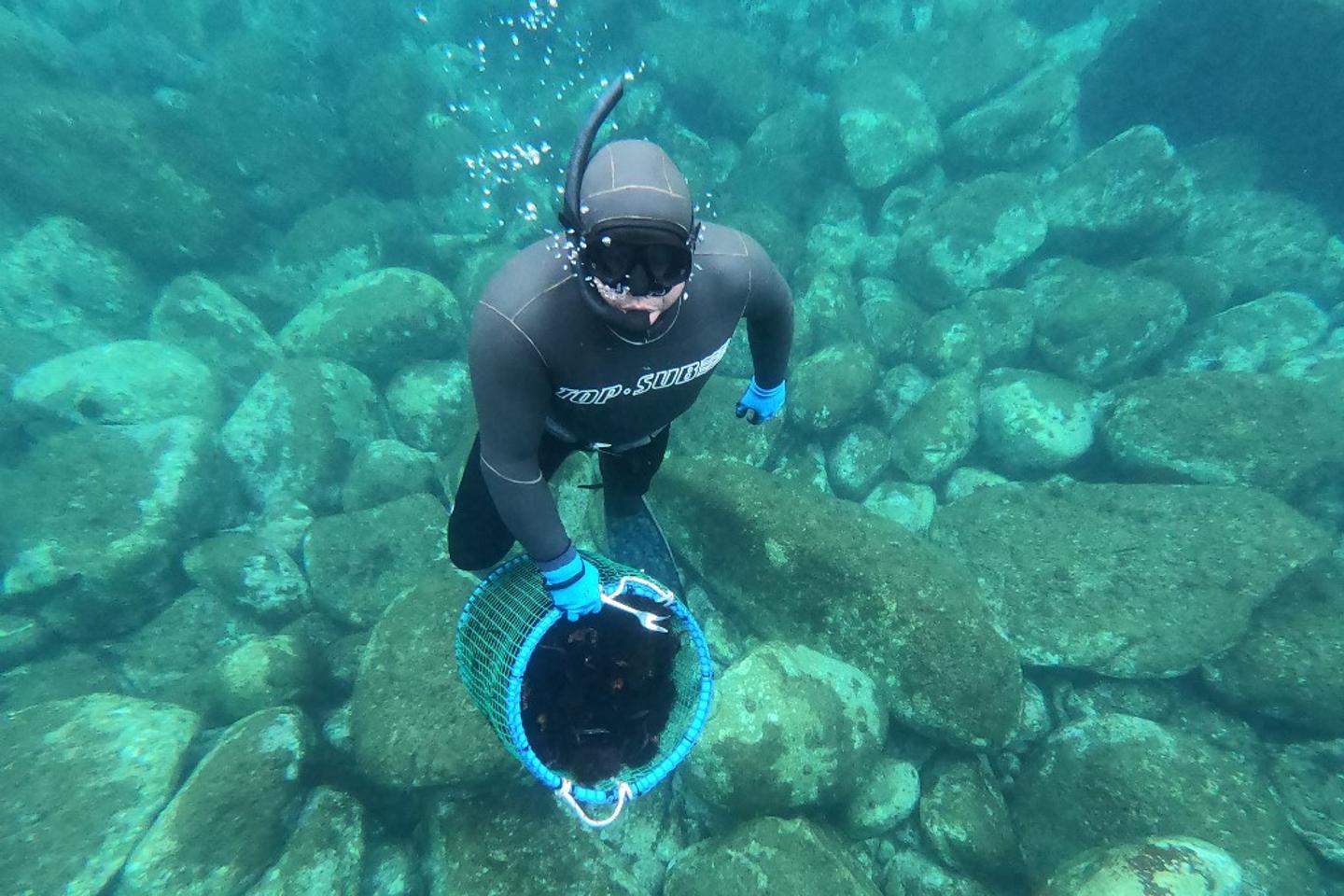 Should traditional sea urchin fishing be banned in Corsica to save the species?