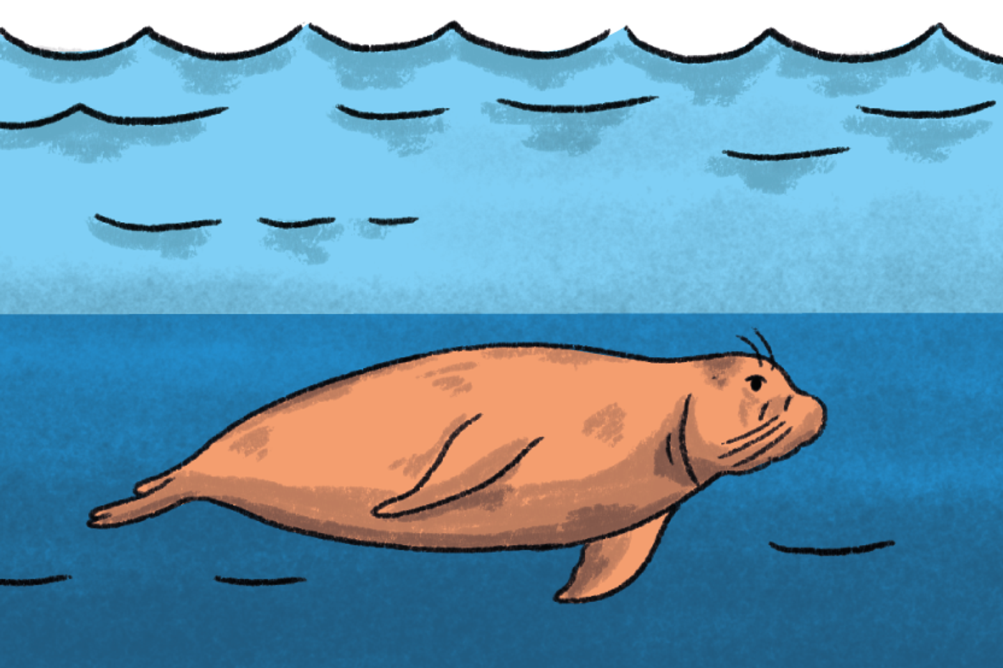 Elephant seals, sentinels of the ocean's depths