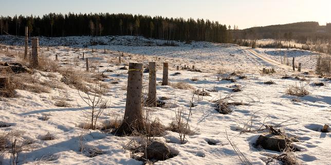 En Suède, un rapport sur la gestion des forêts de l’Eglise met le feu aux poudres
