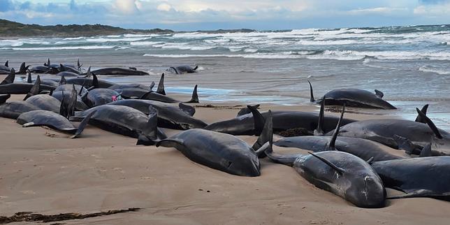 En Australie, des dizaines de dauphins meurent après s’être échoués sur une plage de Tasmanie