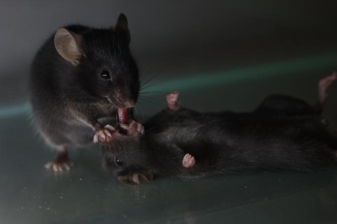 Une souris extrait la langue de la cavité buccale d’une autre souris inanimée, à Los Angeles, le 30 juillet 2024.