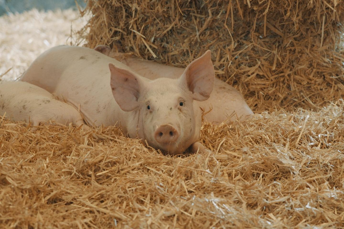 « Sur la paille », sur France 2 : Olivier Tanguy, un éleveur bio face à la crise