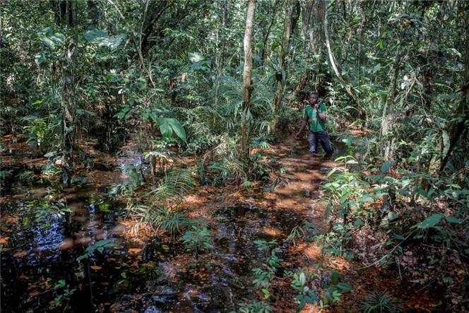 Dans une zone de marais et de tourbières du bassin du Congo, près de la ville de Mbandaka, en République démocratique du Congo, en avril 2018.