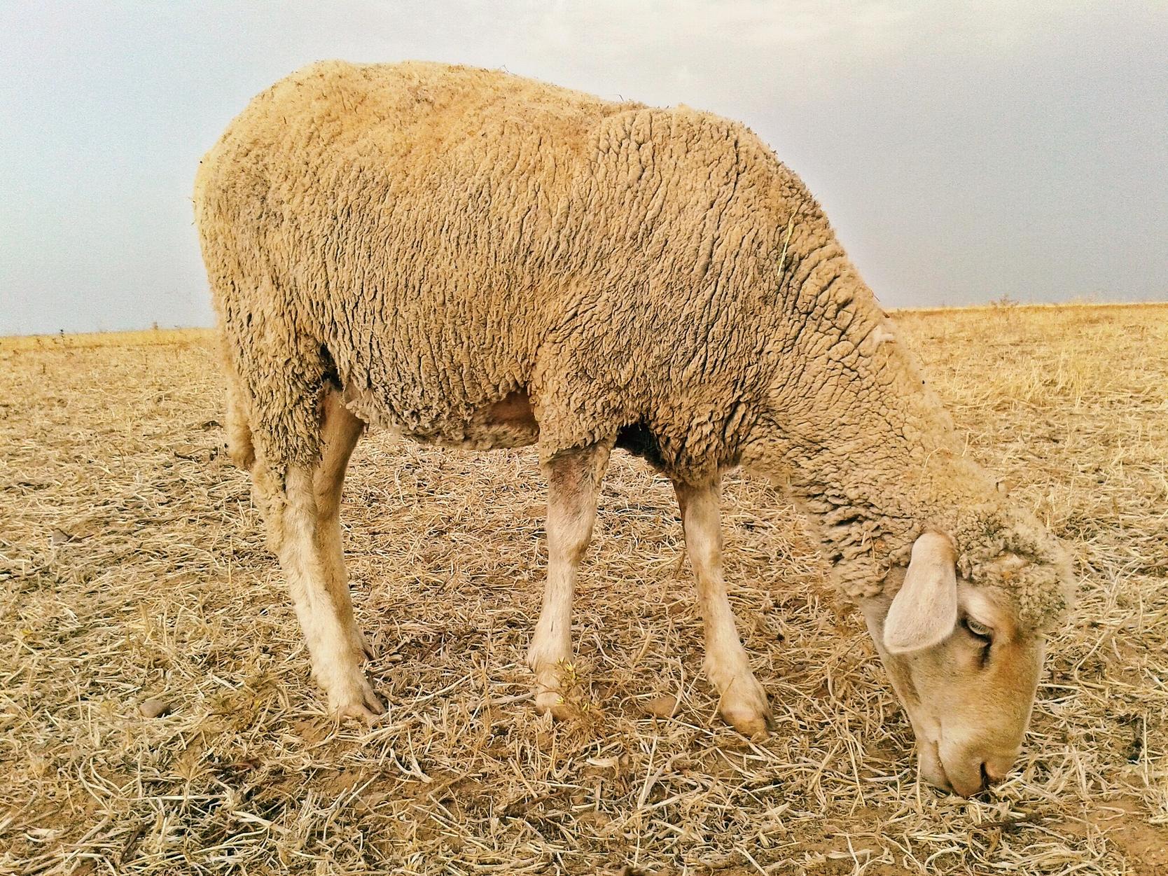 Le roi du Maroc appelle à ne pas sacrifier le mouton de l’Aïd en raison