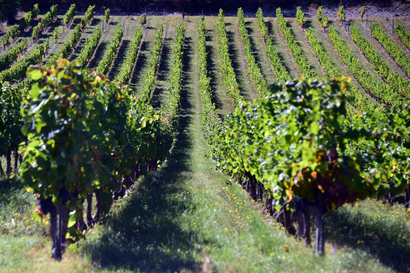 La nouvelle vie en blancs de Cahors