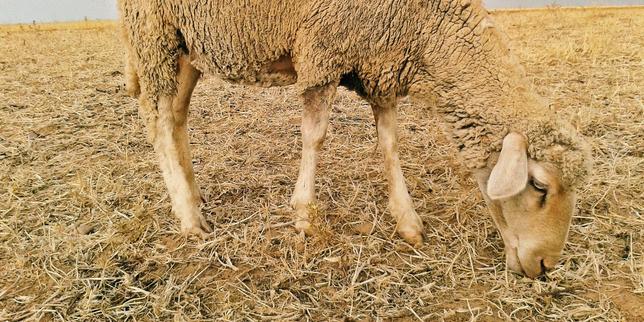 Maroc : le roi appelle à ne pas sacrifier le mouton de l’Aïd en raison de la sécheresse