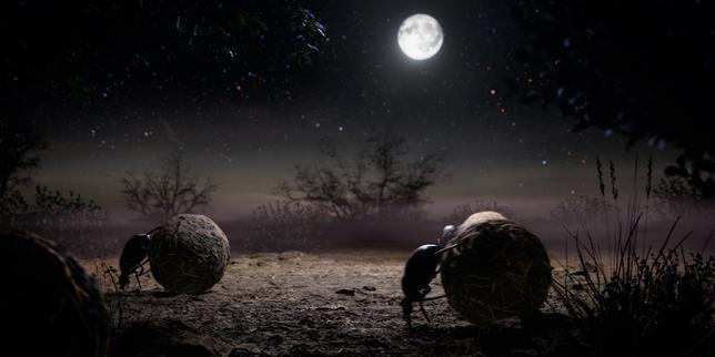 « Voyage au cœur de la nuit », sur France 5 : la « cheffe d’orchestre » du monde vivant