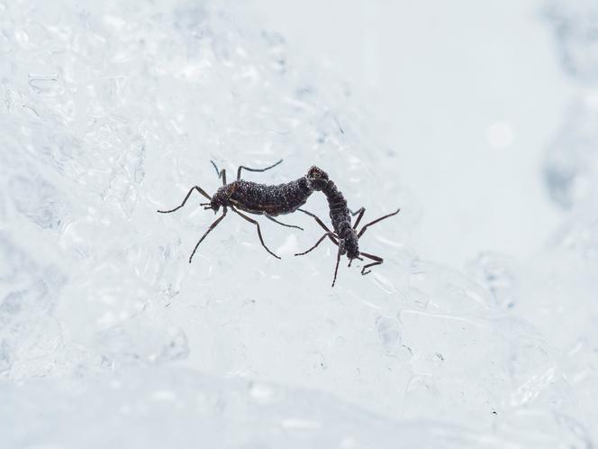 Accouplement de « Belgica antarctica », en laboratoire, en 2021.