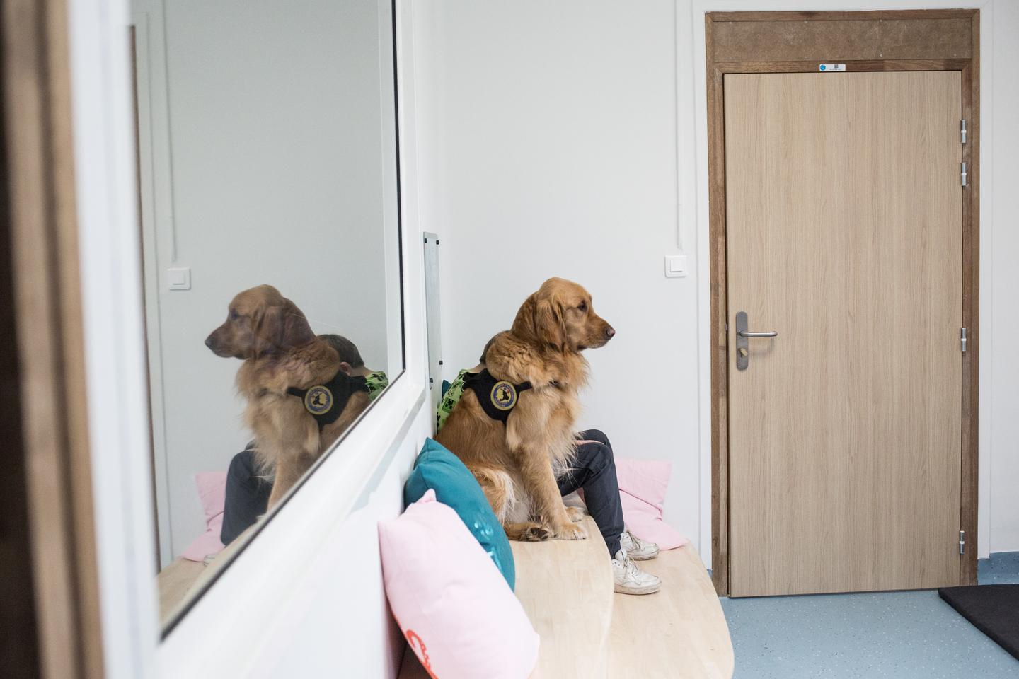 In French courthouses, dogs contribute to a more humane justice system