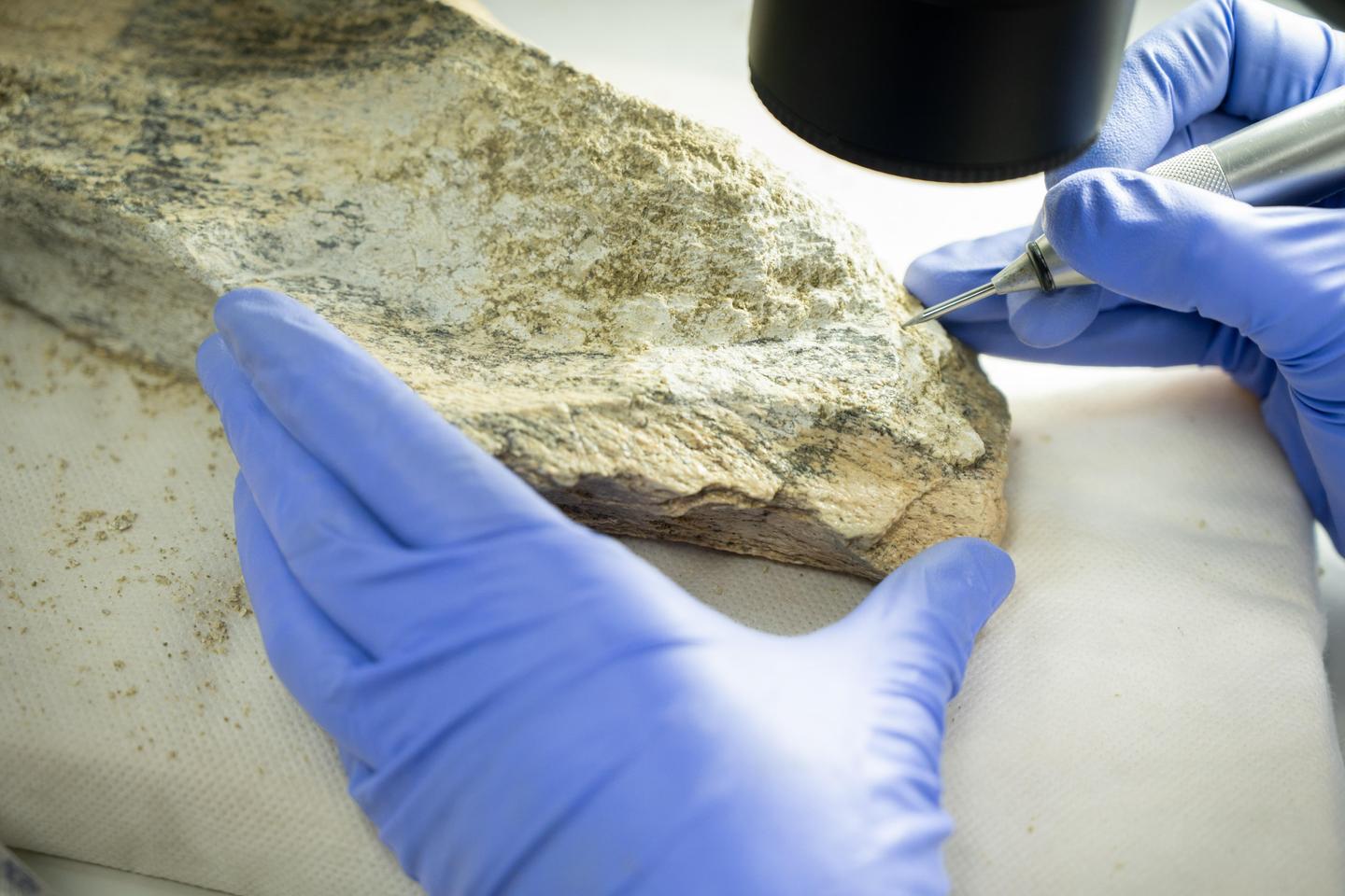 大量の骨ツールは、アフリカで150万年前に生産されました