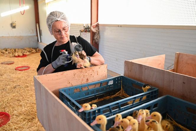 Une femme injecte le vaccin contre la grippe aviaire à des canards à Horsarrieu (Landes), le 2 octobre 2023, au premier jour d’une campagne nationale principalement financée par l’État contre la grippe aviaire.