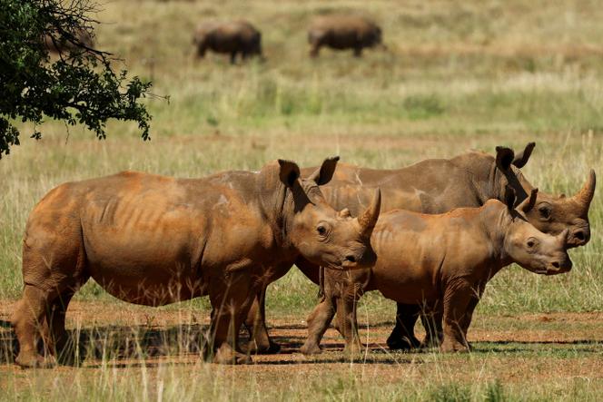 Quelques-uns des 2 000 rhinocéros en captivité, achetés par African Parks, près de Klerksdorp (Afrique du Sud) et destinés à être réintroduits dans des réserves gérées par l’ONG.