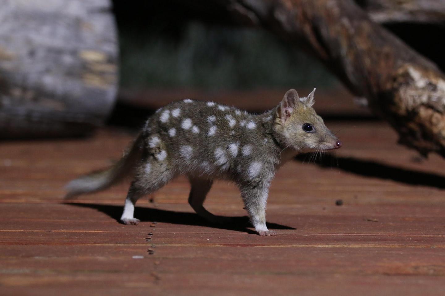 Le chat marsupial, une étrangeté menacée
