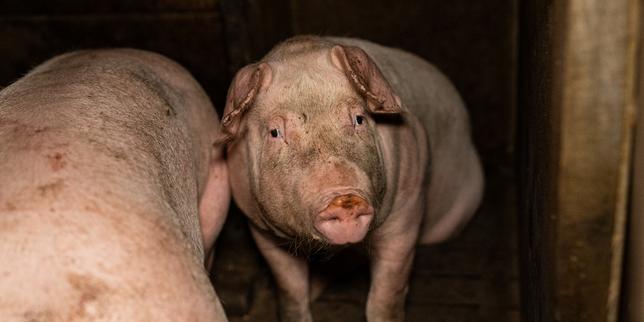 Maltraitance animale : enquête ouverte contre un élevage porcin des Côtes-d’Armor qui fournit les supermarchés Leclerc