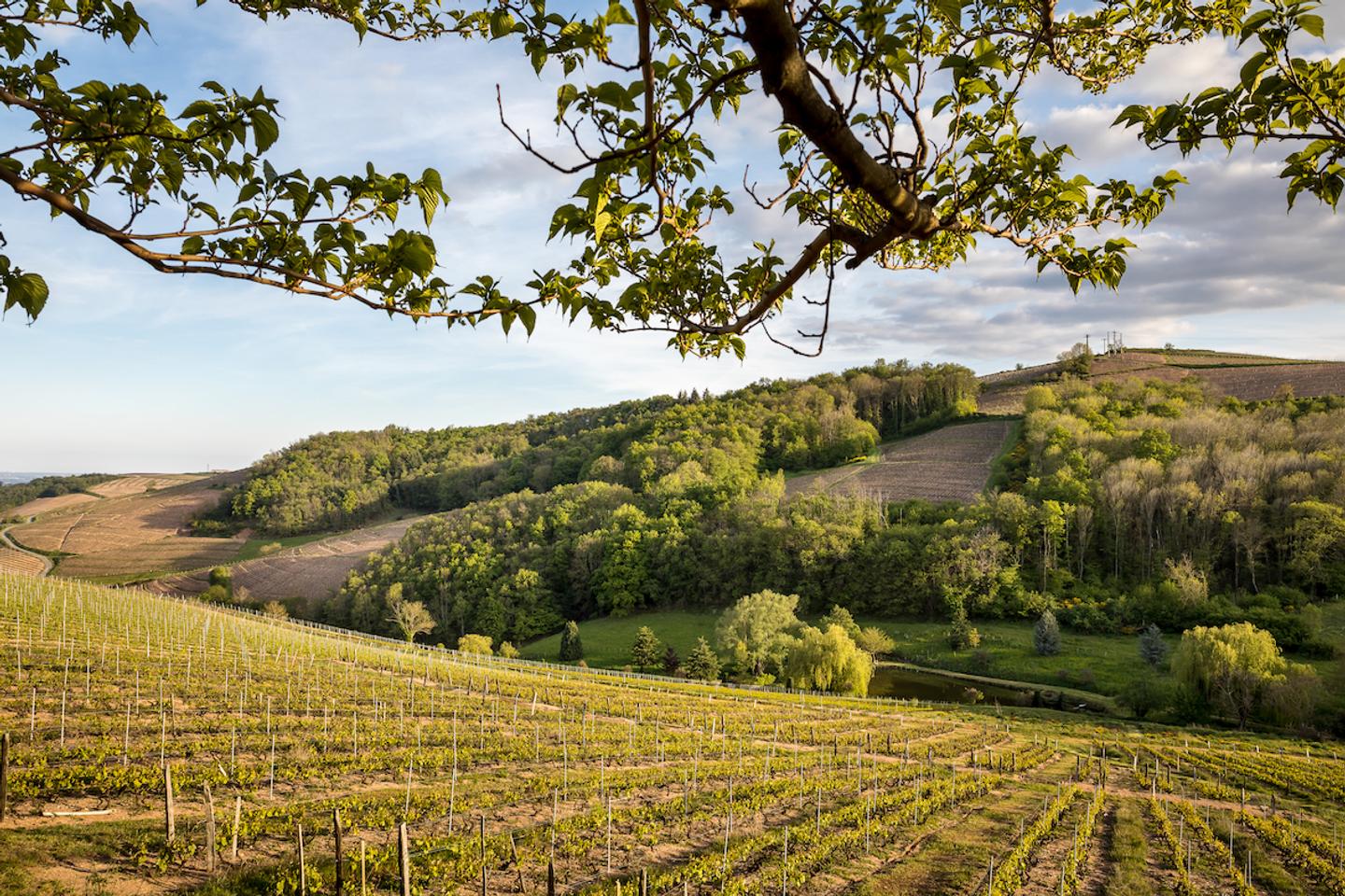Le gamay, la revanche d’un cépage mal-aimé