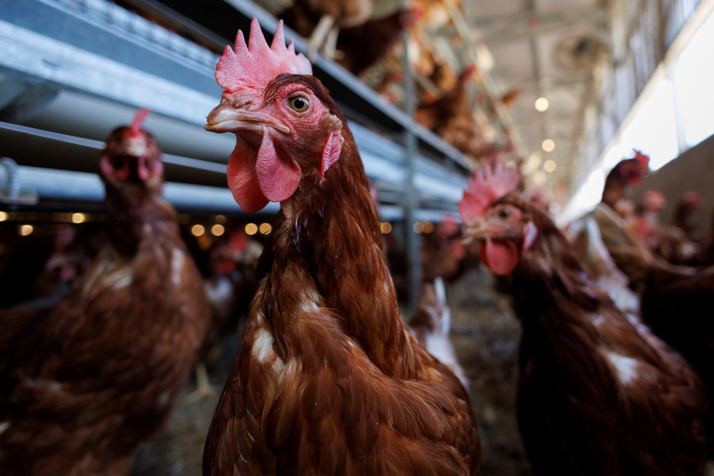 Bird flu: US Health Secretary Robert F. Kennedy Jr. dismays scientists by suggesting to let the virus run