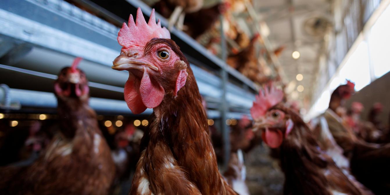 Bird flu: US Health Secretary Robert F. Kennedy Jr. dismays scientists by  suggesting to let the virus run