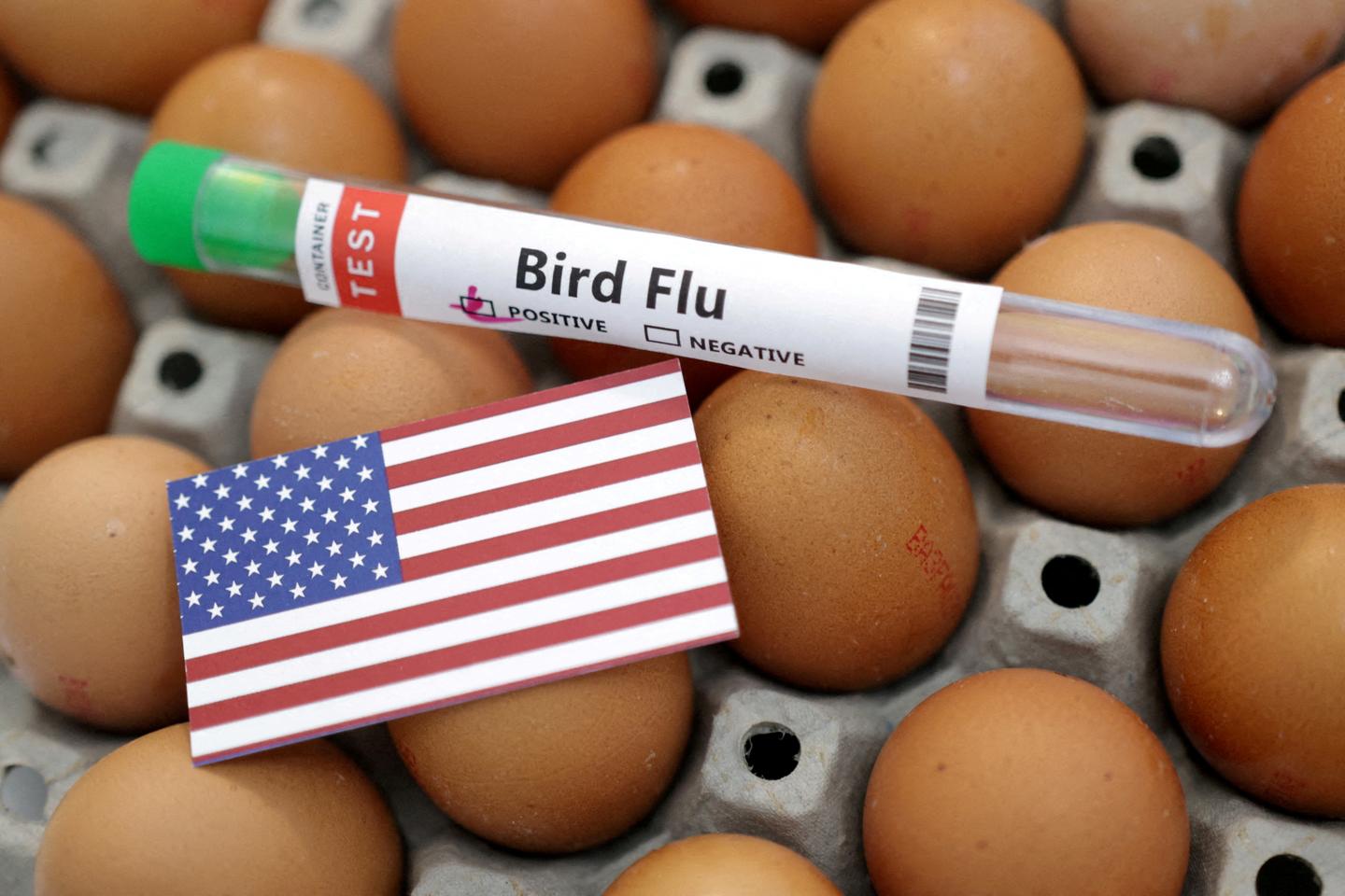 Mexico reports first human death from H5N1 bird flu