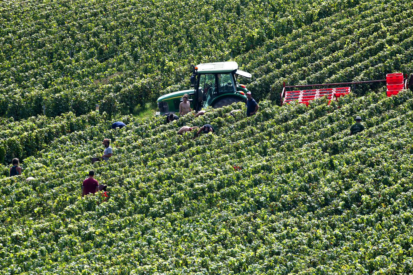 En Champagne, un procès révèle le sort de vendangeurs sans papiers, sans contrat ni salaire