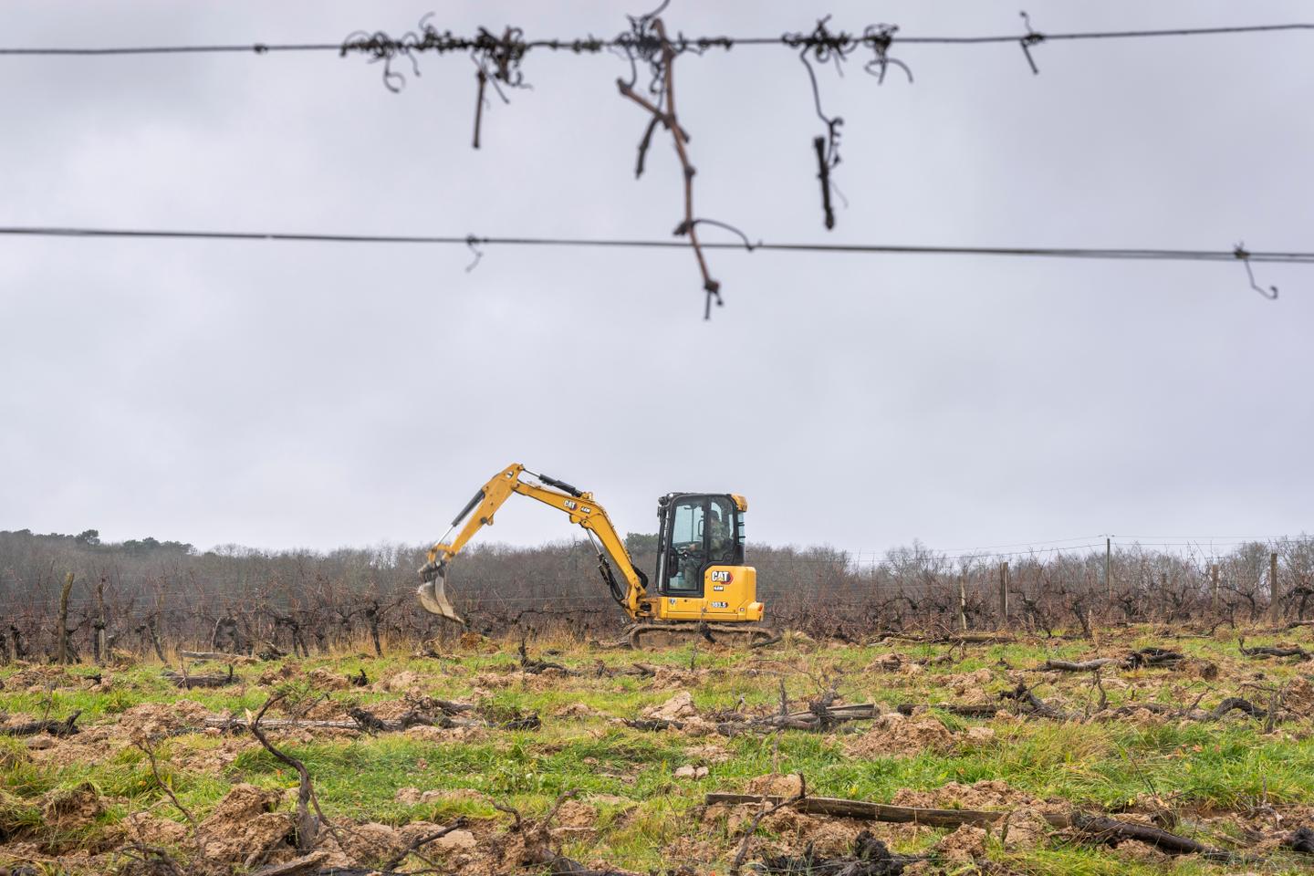 La Commission européenne dévoile son plan pour soutenir les viticulteurs