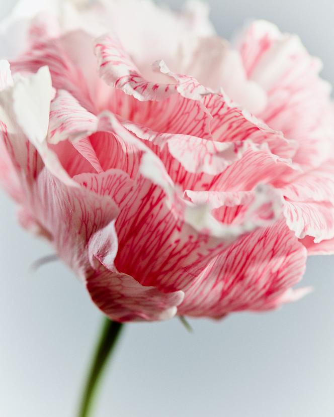 Le lisianthus.