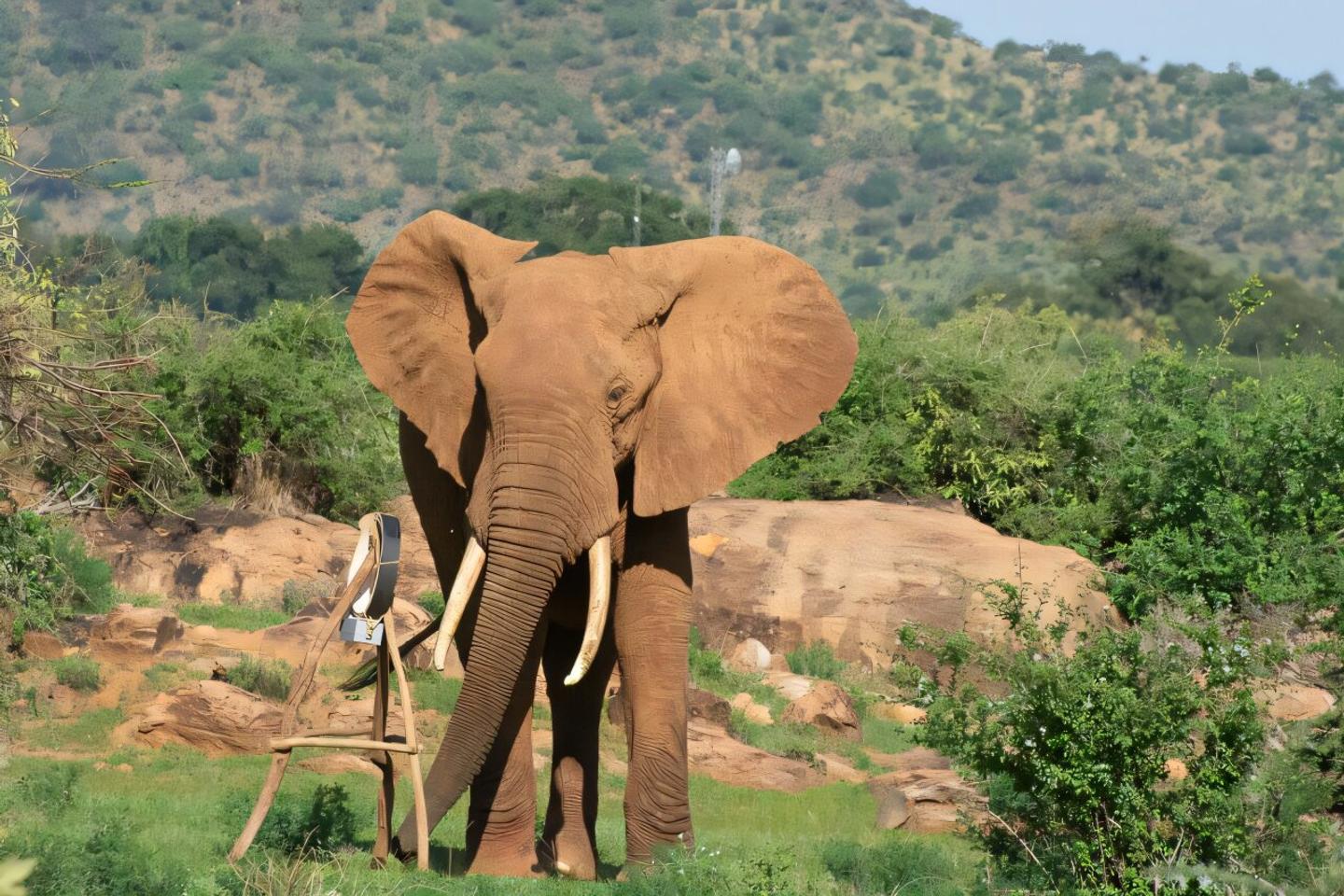 Elephants, giants who are economical with their movements