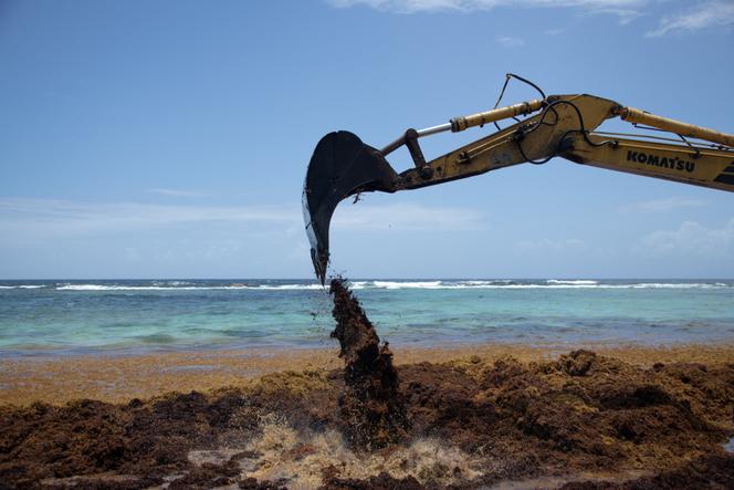 Une pelleteuse enlève des sargasses mortes sur le rivage à Capesterre-de-Marie-Galante (Guadeloupe), en avril 2023.
