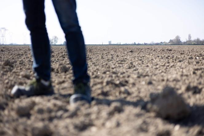 Dans un champ à Balgau (Haut-Rhin), le 28 mars 2025. 