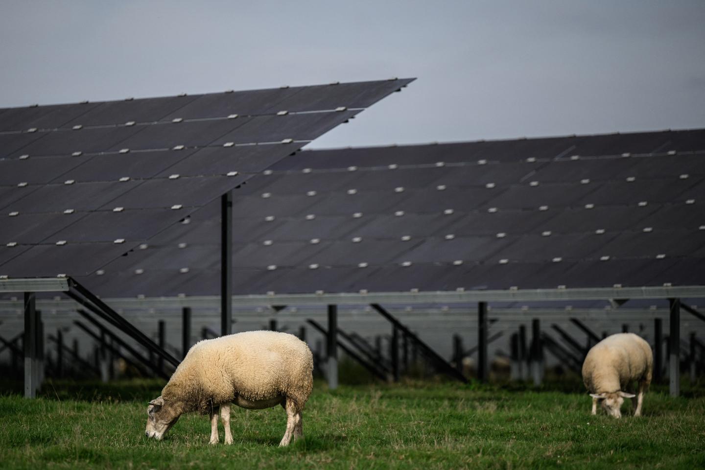 Agrivoltaïsme : une proposition de loi visant à encadrer la filière inquiète les énergéticiens